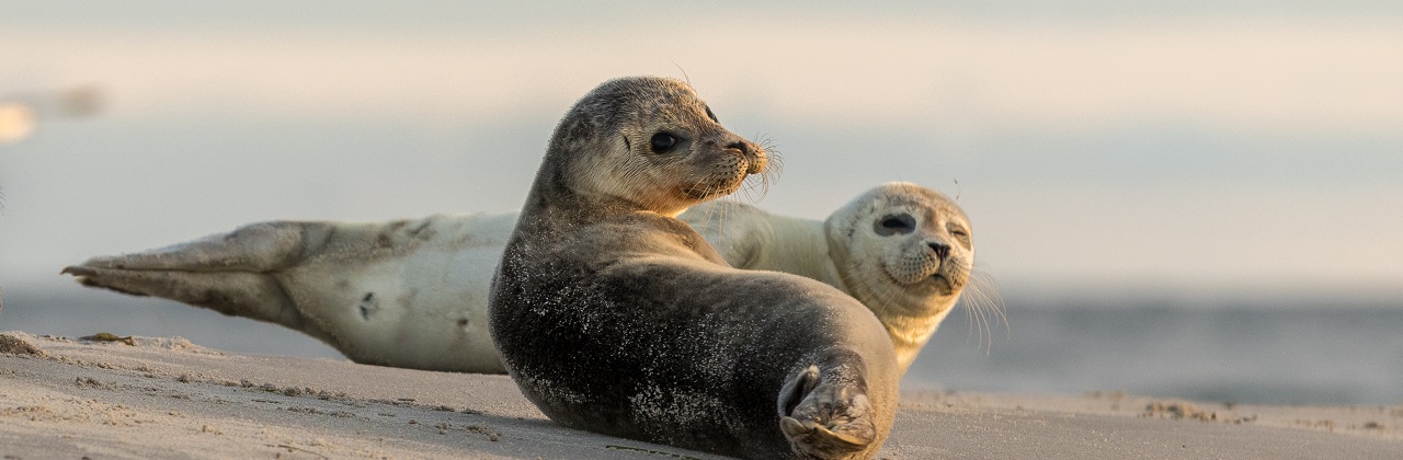 Zeehonden uitrustend op het strand